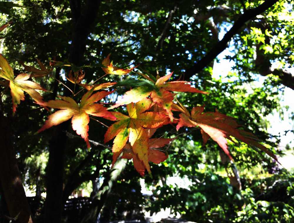 Autumn Colr In July 7-9-2010 edit.JPG