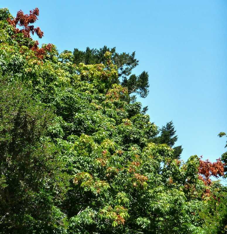 Autumn Maples In July-3 2010 edit.JPG