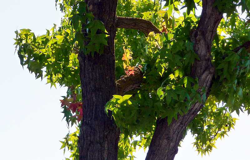Liquid Ambar Palo Alto CA 7-21-2010 edit.JPG