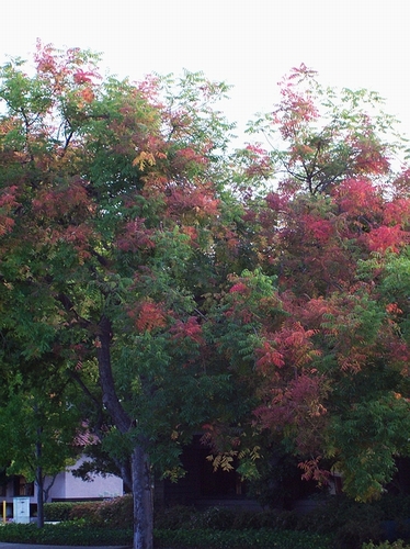 Fall Color Los Altos 3 8-21-2008.jpg