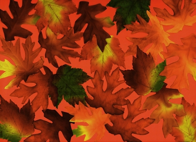 Fall Leaves resize 003.JPG