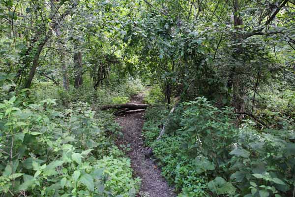 After leaving the cemetery, I thought I would see how far that old piece of haunted road went.   Unfortunately the mosquitos drove me a way.  I'll have to find that out when the bugs are gone for Winter.