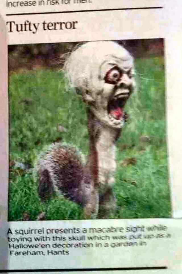 Skully Squirrel.jpg