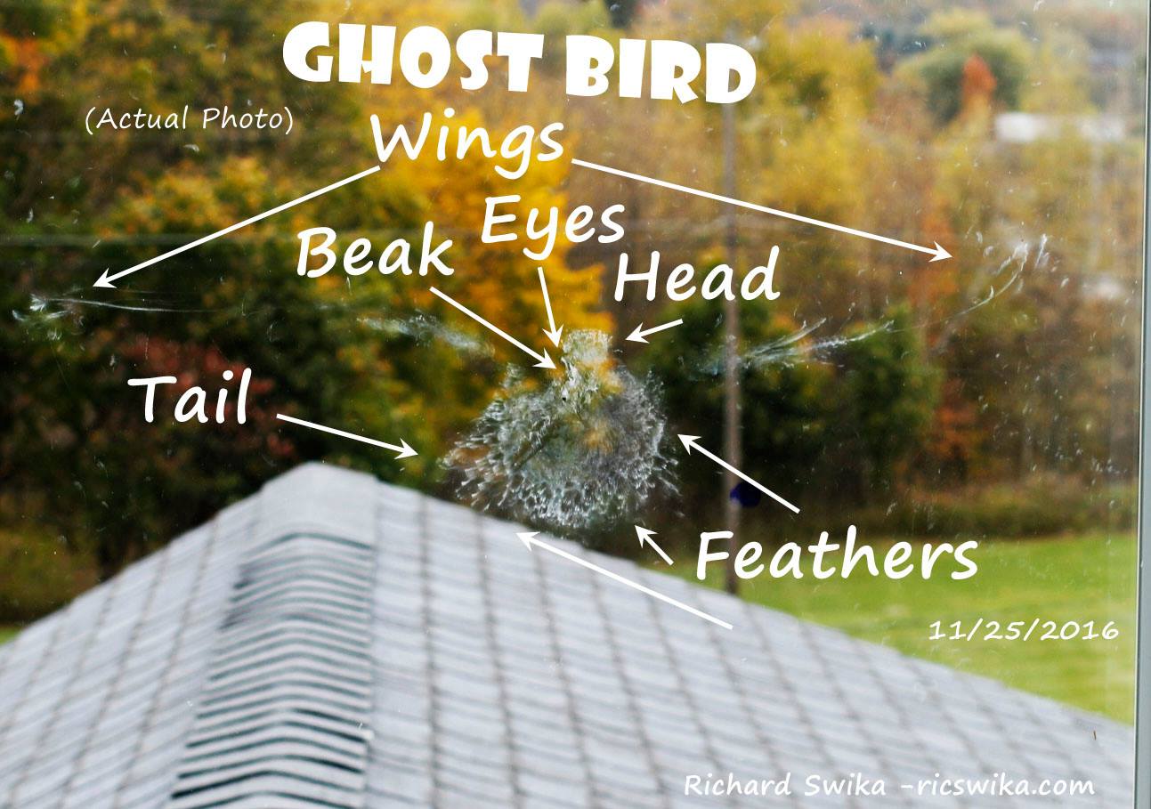 GhostBird1.jpg