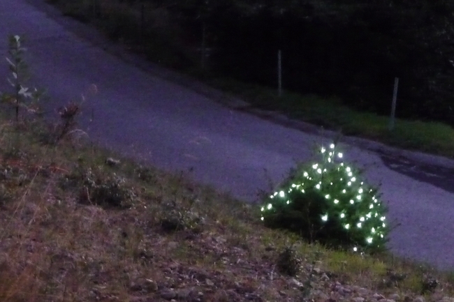 Baby Tree On Driveway Hillside edit.JPG